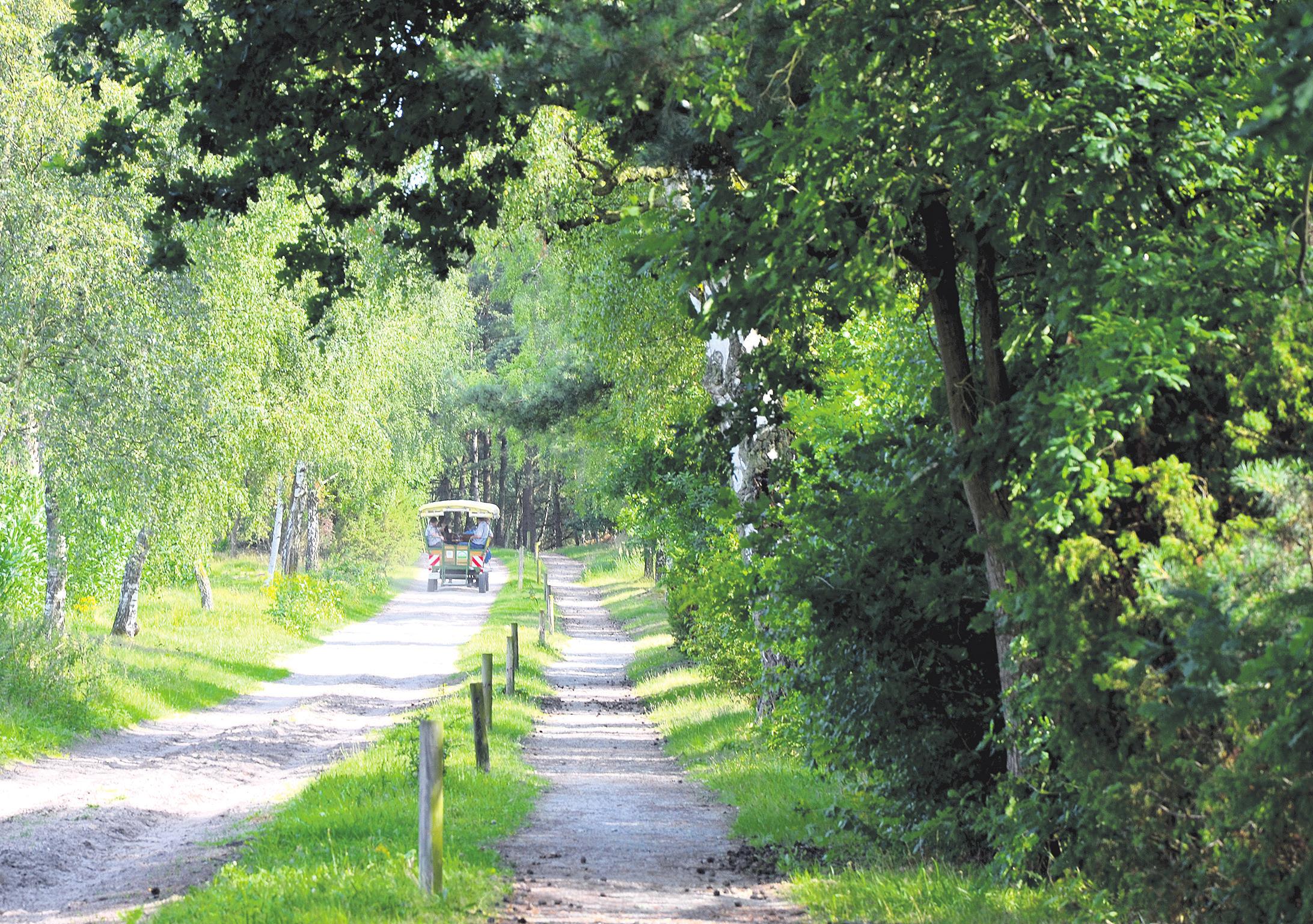 Eine Empfehlung des Umweltausschusses zur Ausweisung des Naturschutzgebietes „Heiden und Magerrasen in der Südheide“ wurde auf kommenden Freitag vertagt. Foto: Alexiou Eine Empfehlung des Umweltausschusses zur Ausweisung des Naturschutzgebietes „Heiden und Magerrasen in der Südheide“ wurde auf kommenden Freitag vertagt. Foto: Alexiou