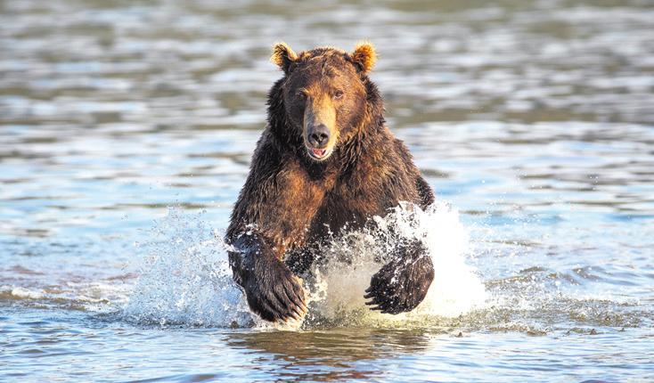 Ein Braunbär Foto: Thorsten Milse/WWF