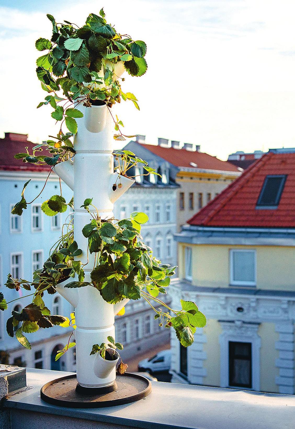 Vertikales Gemüsebeet für die Stadt „Sissy Strawberry“ (Gusta Garden). Vertikales Gemüsebeet für die Stadt „Sissy Strawberry“ (Gusta Garden).