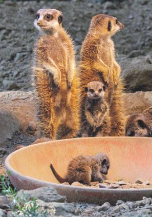Die Erdmännchen sind bei Kindern besonders beliebt. Bild: W. Scheurer Die Erdmännchen sind bei Kindern besonders beliebt. Bild: W. Scheurer