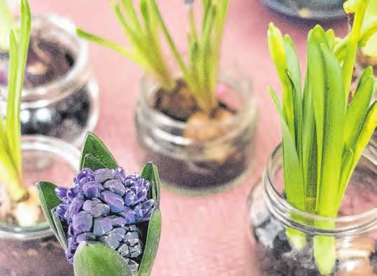 So kommt der Frühling in die Stube Image 2 So kommt der Frühling in die Stube Image 2