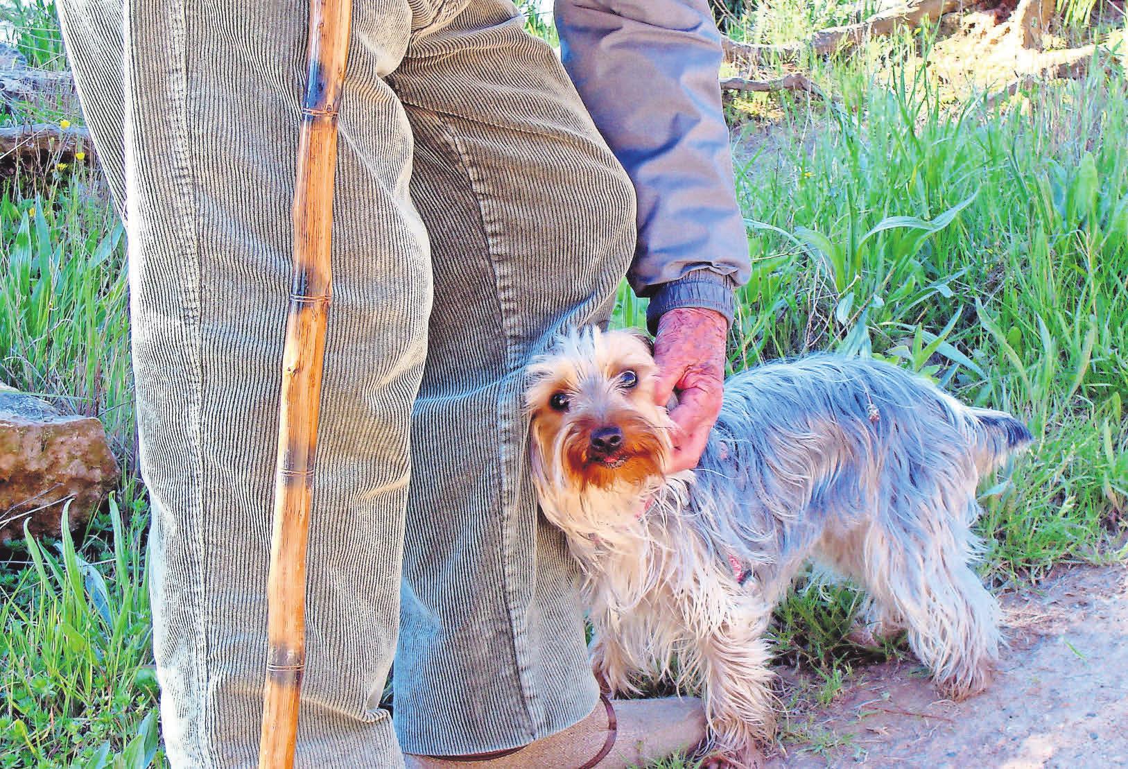 Ein Hund kann immer ein treuer Begleiter sein, braucht aber auch viel Zuwendung und Pflege. Foto: Pixabay Ein Hund kann immer ein treuer Begleiter sein, braucht aber auch viel Zuwendung und Pflege. Foto: Pixabay