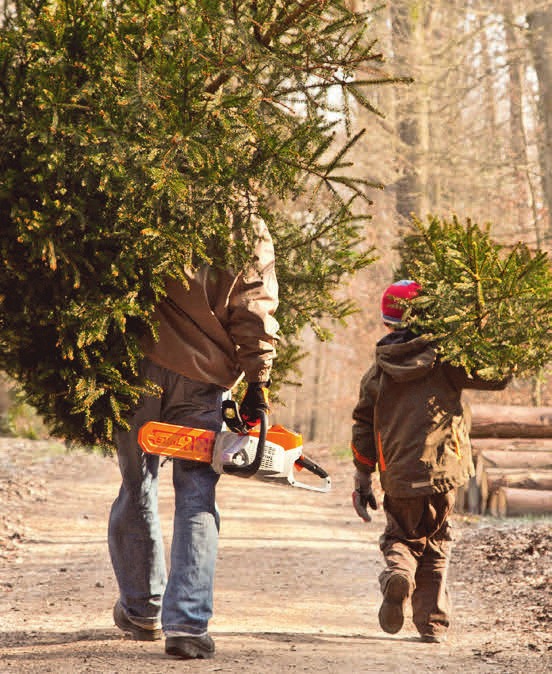 Der Trend geht zum Zweitbaum: Fast 30 Millionen Tannenbäume schmücken zu Weihnachten die deutschen Stuben. Der Trend geht zum Zweitbaum: Fast 30 Millionen Tannenbäume schmücken zu Weihnachten die deutschen Stuben.