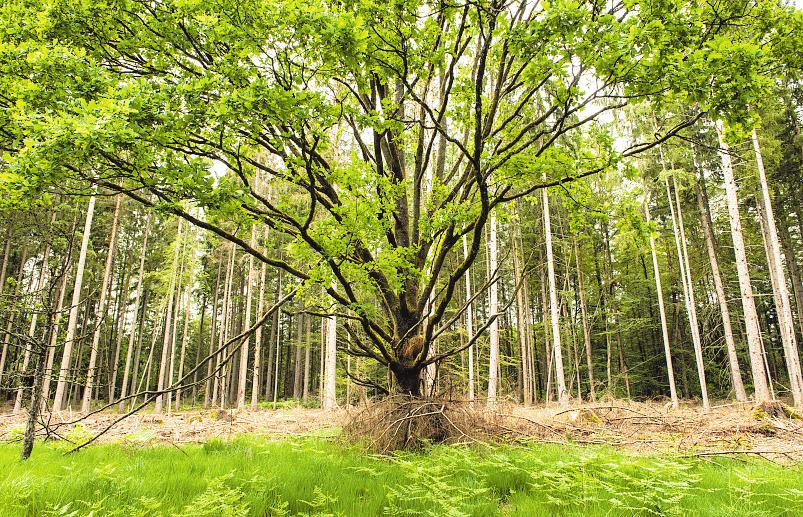 Tut vielen Menschen gut: Bewegung im Grünen. Foto: Thorsten Treiber Tut vielen Menschen gut: Bewegung im Grünen. Foto: Thorsten Treiber