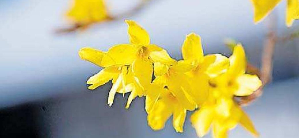 Zur Forsythienblüte Rosen schneiden