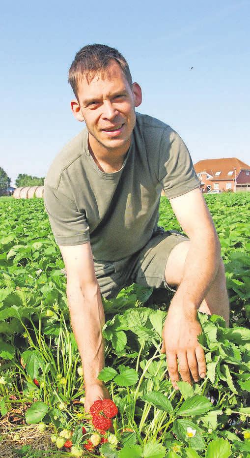 Nach Pfingsten wird bei Harm Nöhre auf dem Erdbeerfeld die Selbstpflücksaison eröffnet. Nach Pfingsten wird bei Harm Nöhre auf dem Erdbeerfeld die Selbstpflücksaison eröffnet.