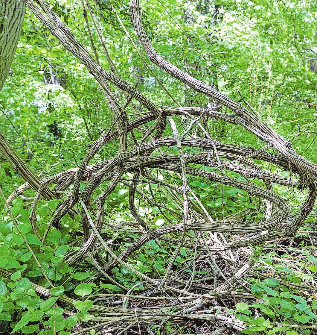 Wie ein dichter Dschungel aus Lianen wirkt das Waldgebiet auf der Nachtigalleninsel in Lauffen. Wie ein dichter Dschungel aus Lianen wirkt das Waldgebiet auf der Nachtigalleninsel in Lauffen.