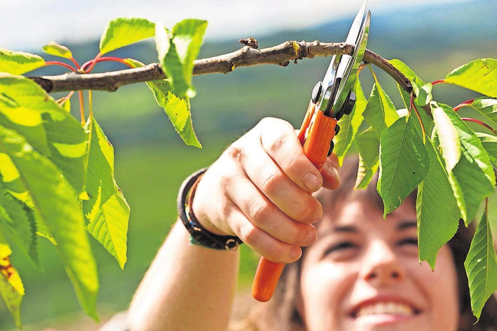 Mit einem Rückschnitt schaffen Gartenbesitzer im Herbst die Basis für eine reiche Ernte in der kommenden Saison. Foto: djd/STIHL Mit einem Rückschnitt schaffen Gartenbesitzer im Herbst die Basis für eine reiche Ernte in der kommenden Saison. Foto: djd/STIHL