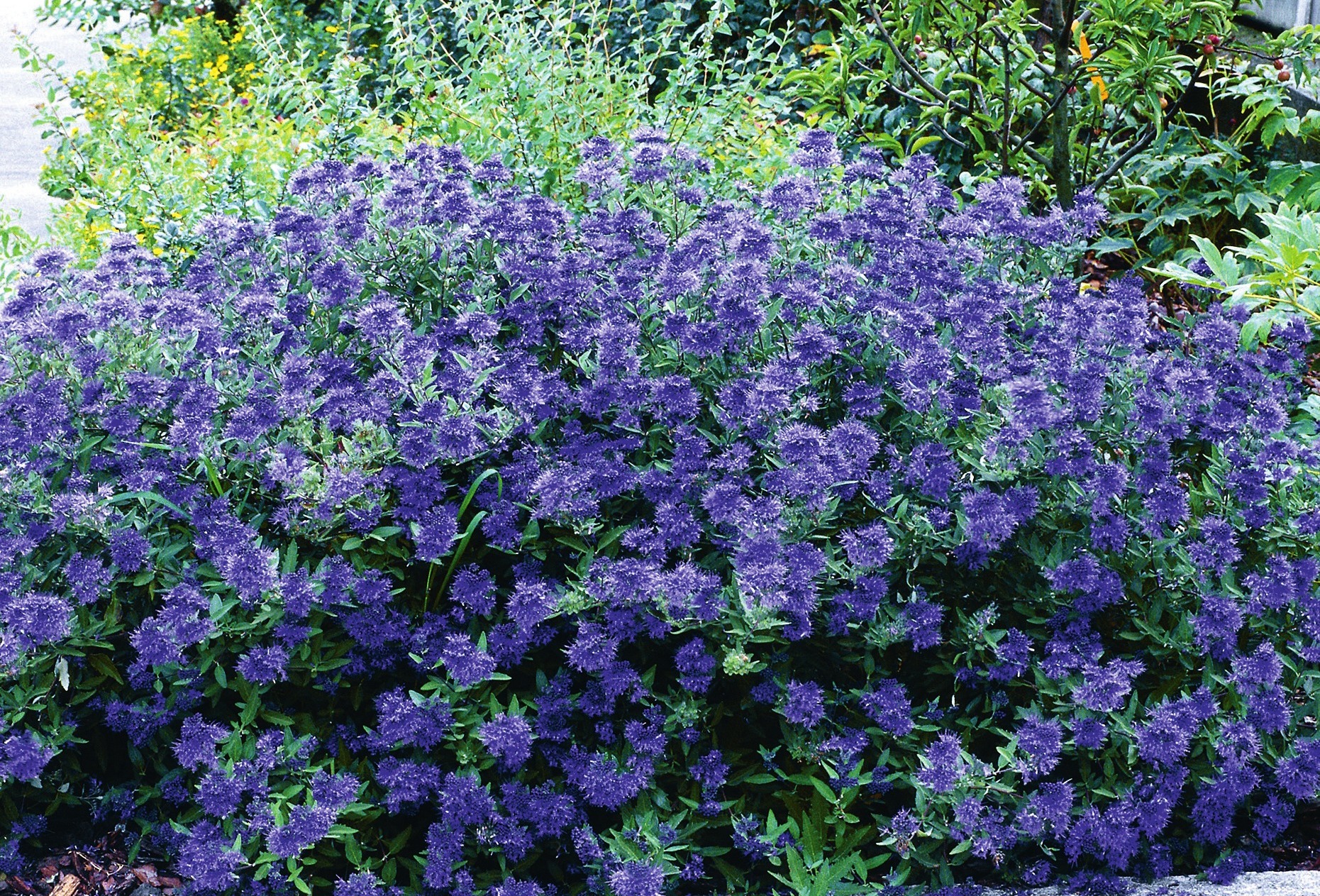 Caryopteris clandonensis ‘Blauer Spatz’: nur 70 cm hoch. Foto: Dr. Helmut Pirc Caryopteris clandonensis ‘Blauer Spatz’: nur 70 cm hoch. Foto: Dr. Helmut Pirc
