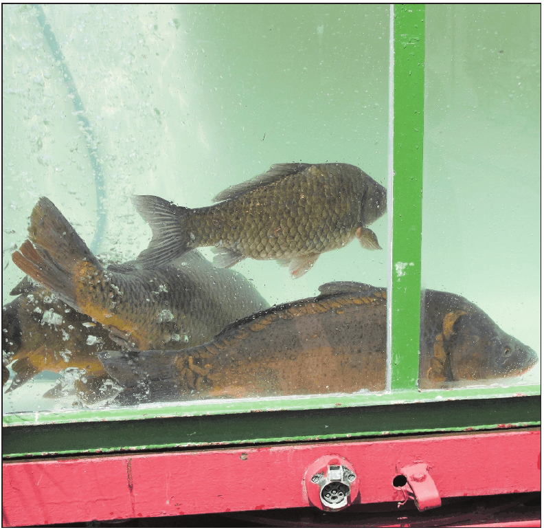Sind auch in diesem Jahr wieder beim Karpfenfestumzug dabei: Karpfen, die in einem Bassin mitfahren und nach dem Programmpunkt wieder in ihr Gewässer zurückgebracht werden... Sind auch in diesem Jahr wieder beim Karpfenfestumzug dabei: Karpfen, die in einem Bassin mitfahren und nach dem Programmpunkt wieder in ihr Gewässer zurückgebracht werden...