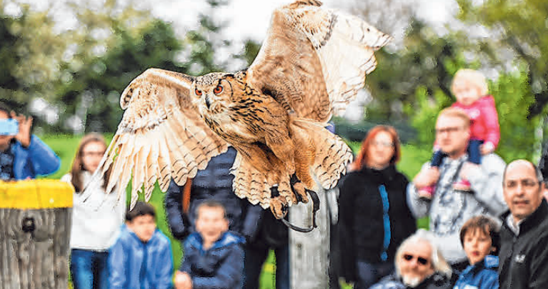 Die spektakuläre Greifvogel-Vorführung lässt Besucher staunen. Die spektakuläre Greifvogel-Vorführung lässt Besucher staunen.