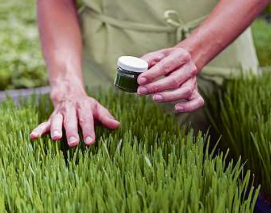 Ein kräftiger Rasen benötigt ausreichend Nährstoffe. Foto: djd/EUROGREEN GmbH/Kzenon - stock. adobe.com