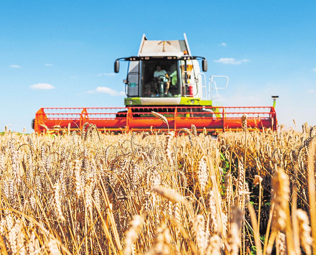 Le blé de printemps luxembourgeois arrive à maturation et sera récolté fin août. Photos: C.