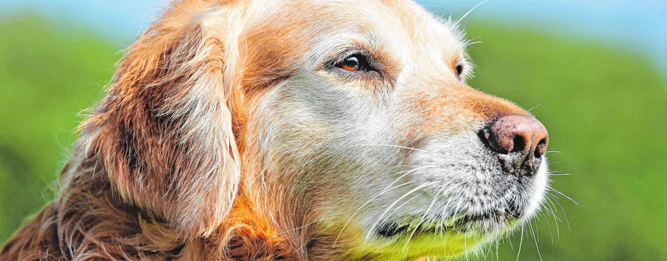 Hunde im Alter brauchen mehr Hilfe und Verständnis Fitterdog