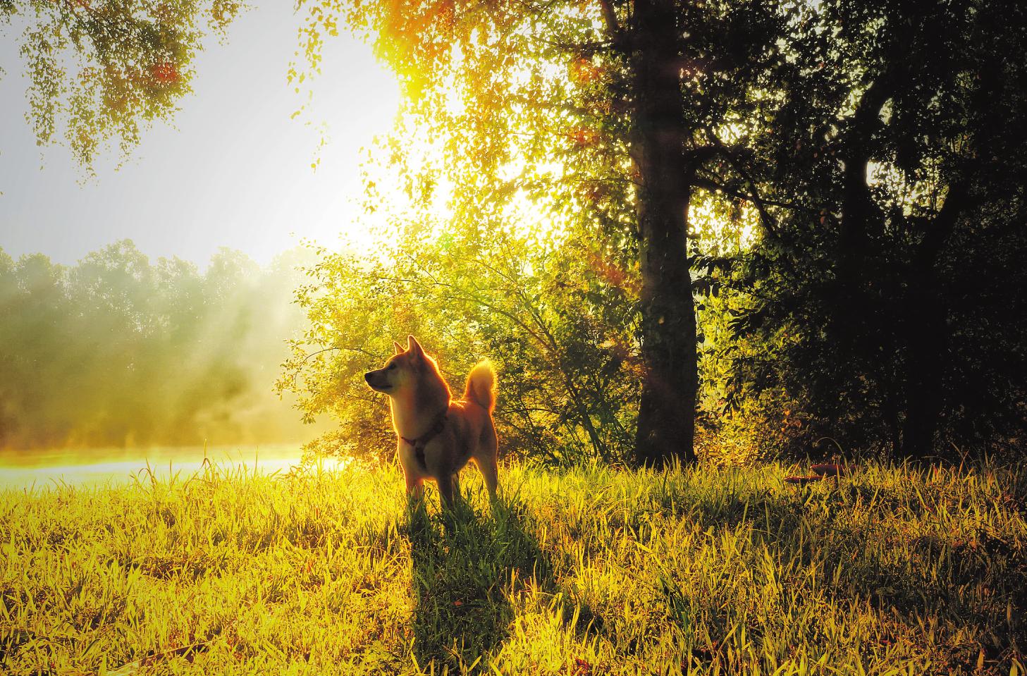 Ob mit oder ohne Hund tut ein Spaziergang durch den Wald jeder Seele gut Foto: pixabay