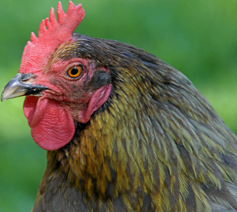 Aufs Huhn gekommen Image 4 Aufs Huhn gekommen Image 4