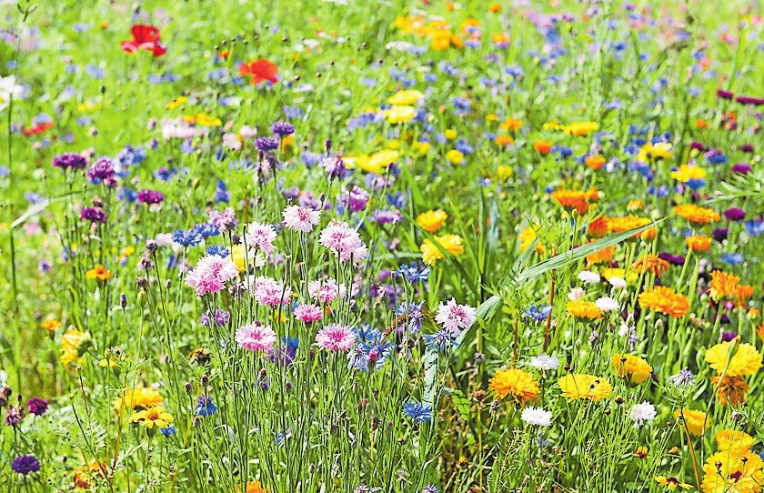 Für mehr Insektenvielfalt