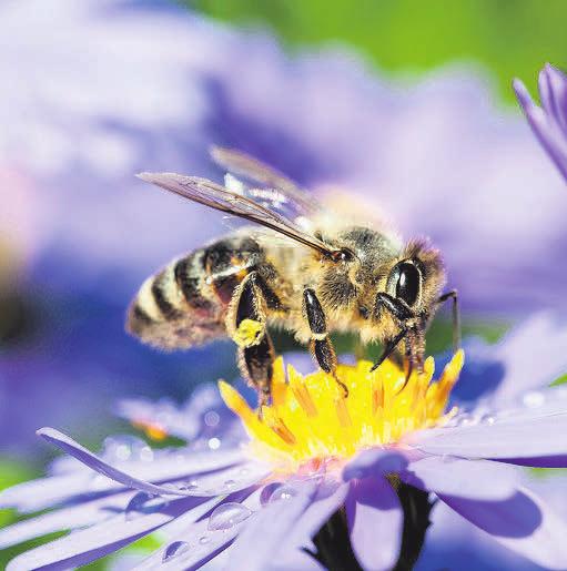 Werden immer seltener: Bienen und andere Insekten. FOTO: SHUTTERSTOCK/MMCEZ Werden immer seltener: Bienen und andere Insekten. FOTO: SHUTTERSTOCK/MMCEZ