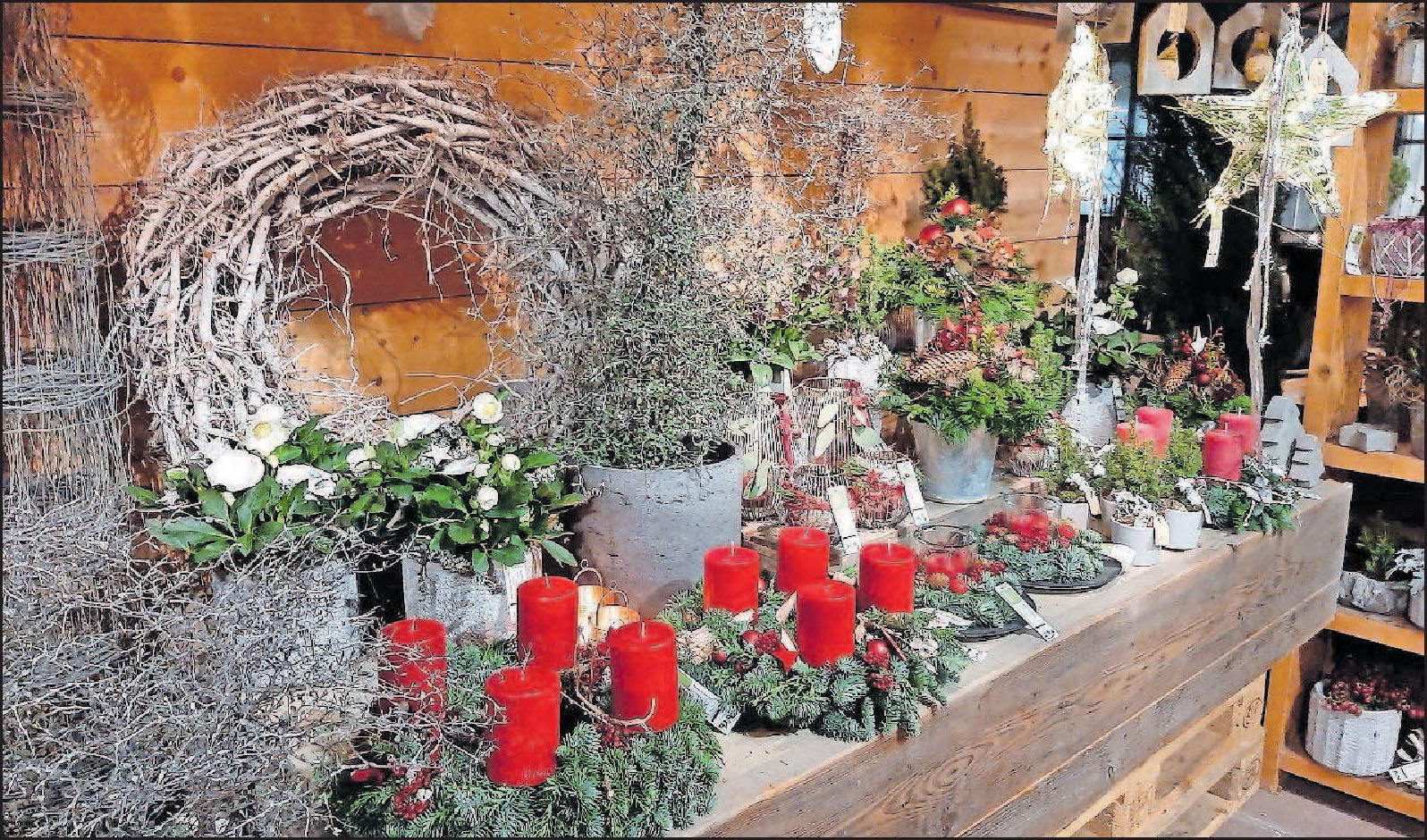 Rote Kerzen gehören für viele obligatorisch auf den Adventskranz:Weitere Impressionen und florale Ideen für die Vorweihnachtszeit gibt es in Rheingönheim auch bei Blumen Schönmann. FOTO: SCHAAR Rote Kerzen gehören für viele obligatorisch auf den Adventskranz:Weitere Impressionen und florale Ideen für die Vorweihnachtszeit gibt es in Rheingönheim auch bei Blumen Schönmann. FOTO: SCHAAR