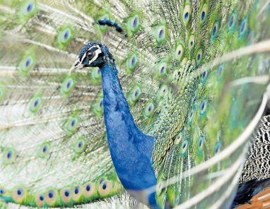 Schön und scheu:Mit etwas Glück begegnet man im Wildpark Rheingönheim einem frei laufenden Pfau. Foto: Stadt Ludwigshafen/frei Schön und scheu:Mit etwas Glück begegnet man im Wildpark Rheingönheim einem frei laufenden Pfau. Foto: Stadt Ludwigshafen/frei