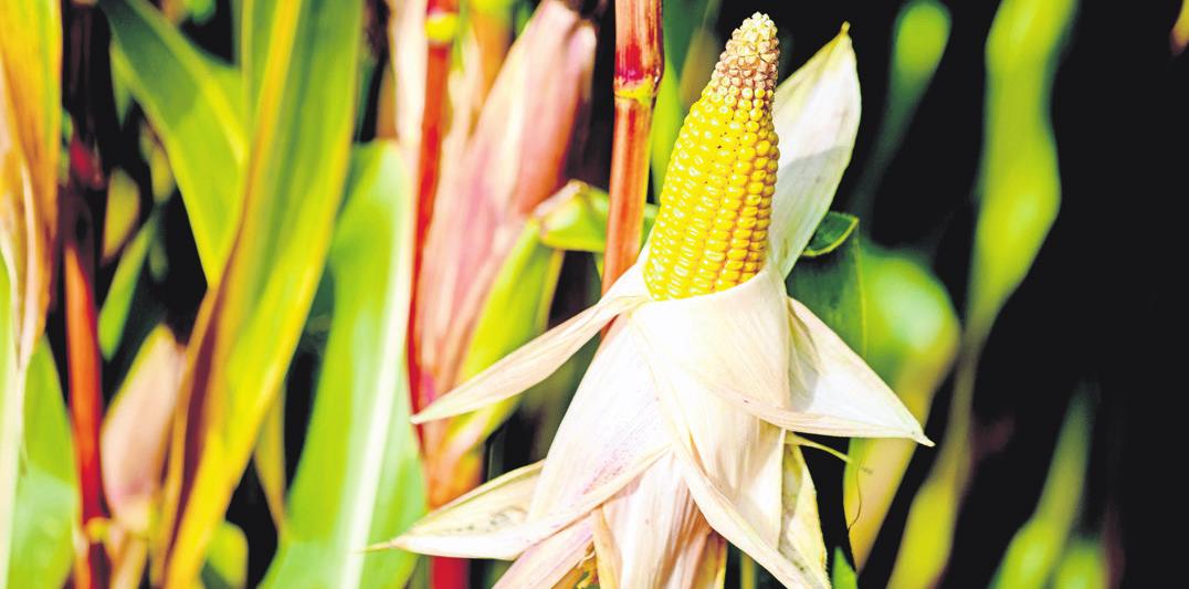 Mais im Garten anbauen - Mais im Garten anbauen - Kinzig News