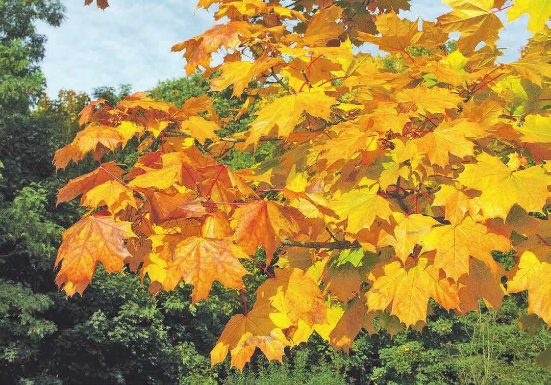 Verrottendes Laub ist ein natürlicher Bodenverbesserer. Wo es im Garten möglich ist, sollte man es daher liegen lassen. Foto:djd/www.waldleben.eu Verrottendes Laub ist ein natürlicher Bodenverbesserer. Wo es im Garten möglich ist, sollte man es daher liegen lassen. Foto:djd/www.waldleben.eu