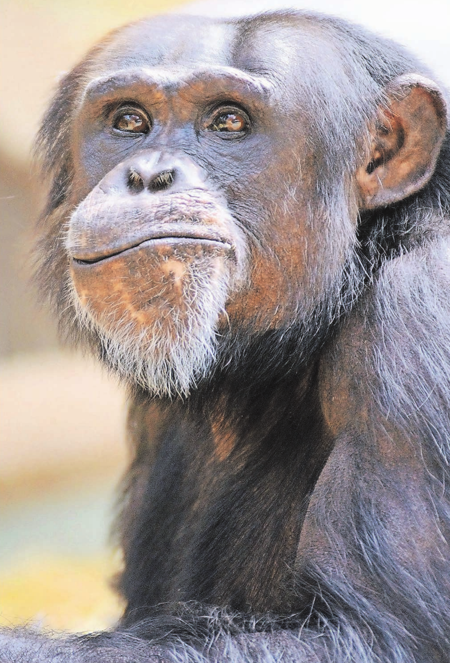 Seit der Eröffnung des europaweit beachteten Affentropenhauses 1975 ist die Haltung der drei Menschenaffenarten Westlicher Flachland-Gorilla, westafrikanischer Schimpanse und Borneo Orang-Utan ein Schwerpunkt des Krefelder Zoos. Seit der Eröffnung des europaweit beachteten Affentropenhauses 1975 ist die Haltung der drei Menschenaffenarten Westlicher Flachland-Gorilla, westafrikanischer Schimpanse und Borneo Orang-Utan ein Schwerpunkt des Krefelder Zoos.