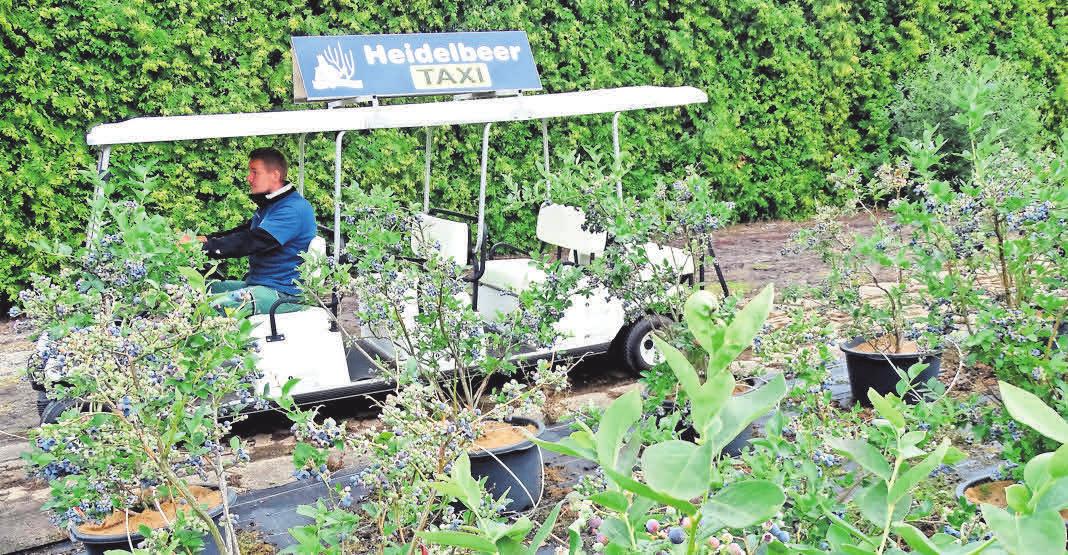 Mit dem Heidelbeer-Taxi bringt Christian Wassermann die Selbstpflücker zu den besten Stellen. Mit dem Heidelbeer-Taxi bringt Christian Wassermann die Selbstpflücker zu den besten Stellen.
