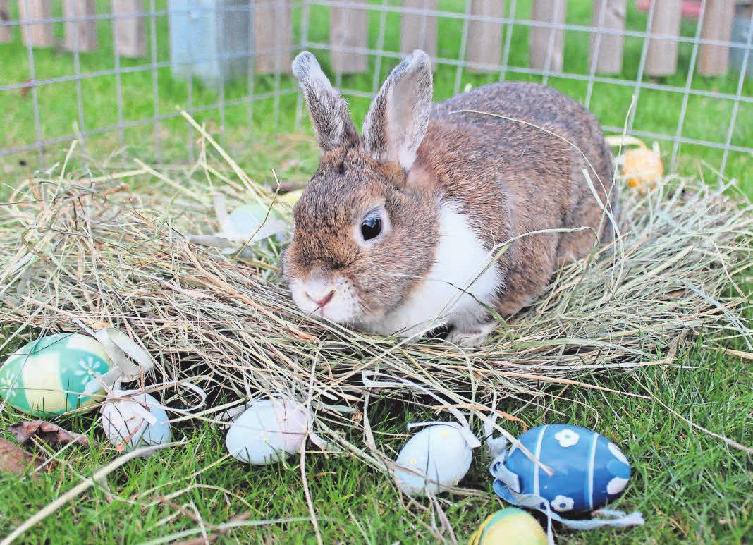 Hermine aus Neuholland hat für den Ostersonntag schon einmal vorgearbeitet. Hermine aus Neuholland hat für den Ostersonntag schon einmal vorgearbeitet.