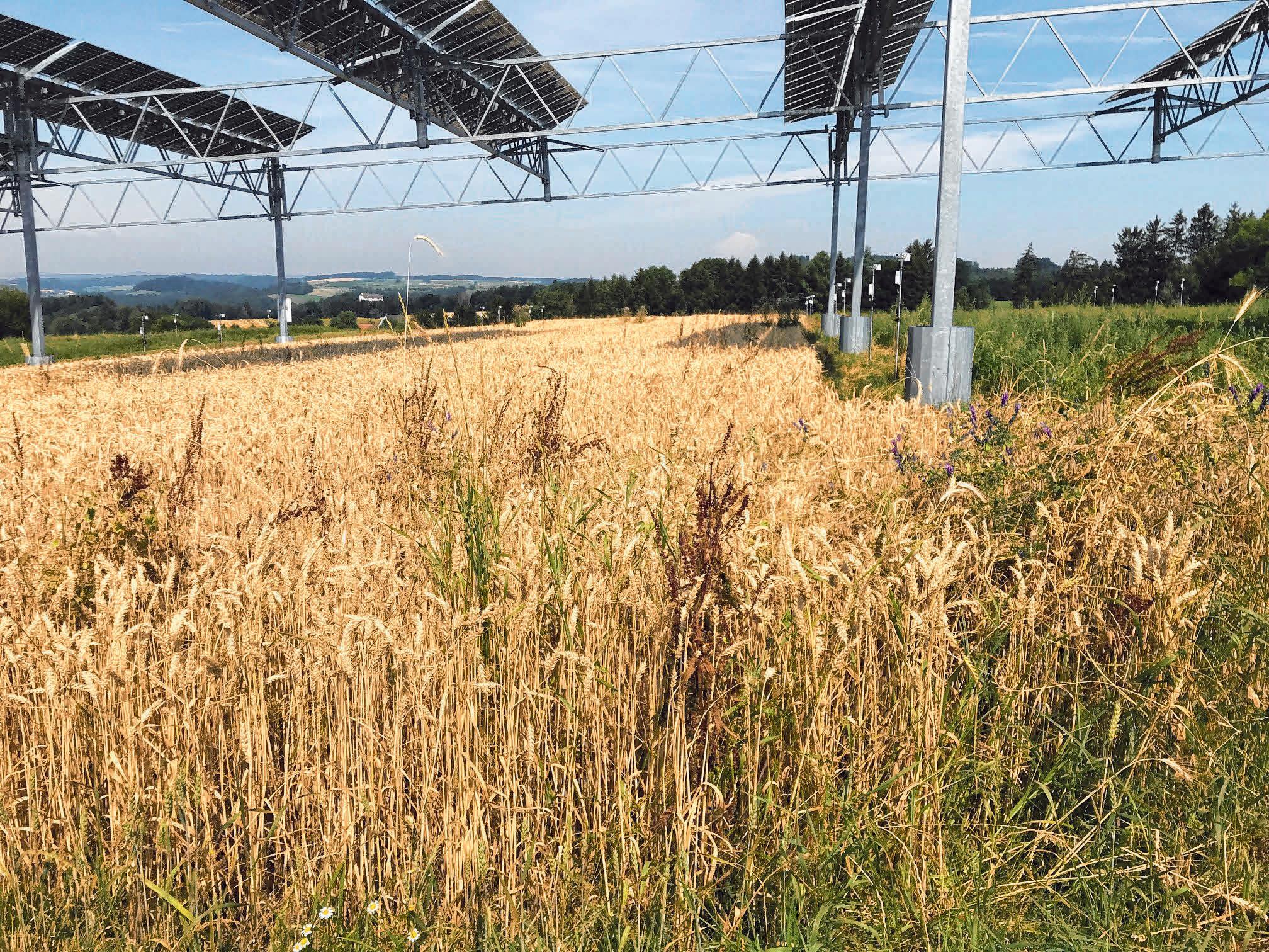 Win-win-Situation: Eine Photovoltaik-Anlage über einem Getreidefeld. FOTO: DPA Win-win-Situation: Eine Photovoltaik-Anlage über einem Getreidefeld. FOTO: DPA