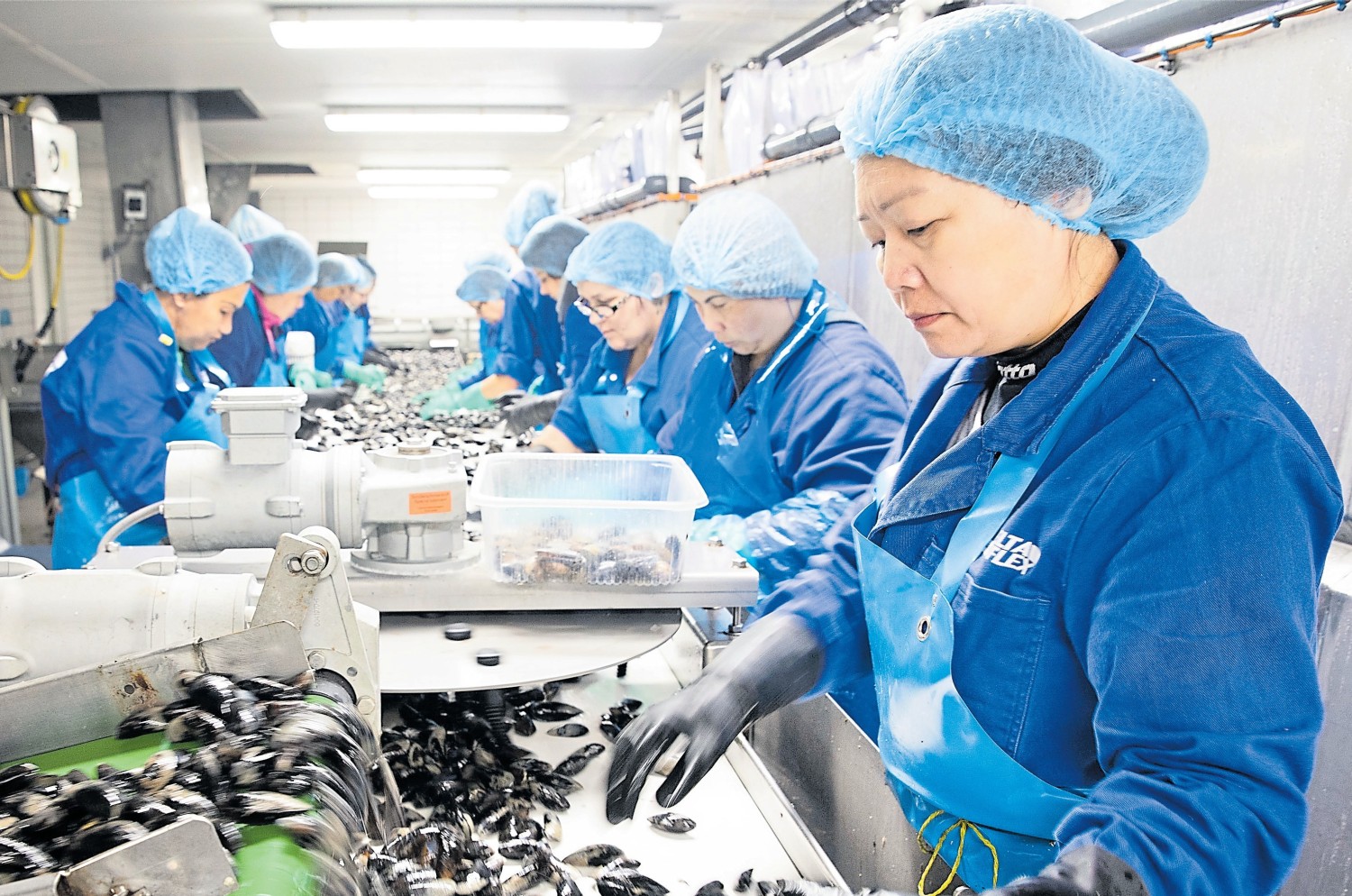 Im Hafen von Yerseke werden die Miesmuscheln per Hand kontrolliert, gesäubert und für den Weitertransport vorbereitet.