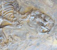 Fossilien: Rieseneichhörnchen ... Fossilien: Rieseneichhörnchen ...