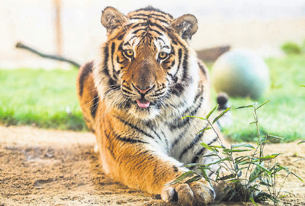 Tiger im Dschungelpalast. Tiger im Dschungelpalast.