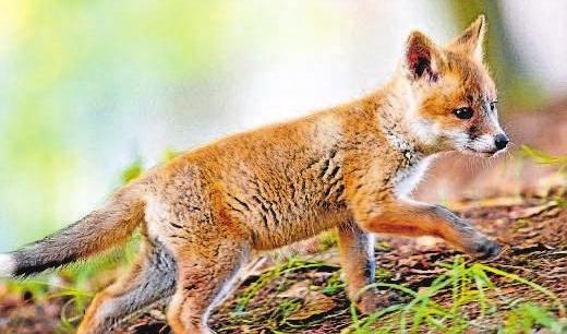 Der junge Rotfuchs auf Entdeckungstour ist ebenfalls in der Fotoausstellung zu sehen. Foto: Michael Mährlein Der junge Rotfuchs auf Entdeckungstour ist ebenfalls in der Fotoausstellung zu sehen. Foto: Michael Mährlein