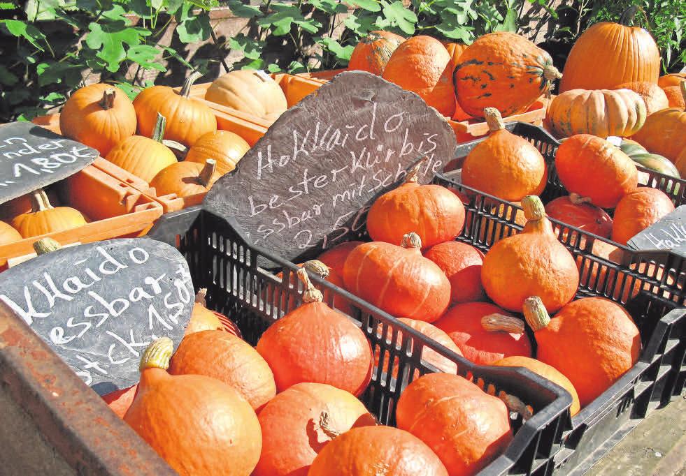 Die Früchte des Herbstes, so wie hier Kürbisse, gehören zum Angebot des Bauernmarktes Die Früchte des Herbstes, so wie hier Kürbisse, gehören zum Angebot des Bauernmarktes