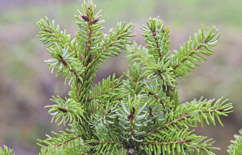 Die Landwirtschaftskammer Niedersachsen gibt Tipps, wie der Weihnachtsbaum frisch bleibt. Foto: JackieLou DL/Pixabay