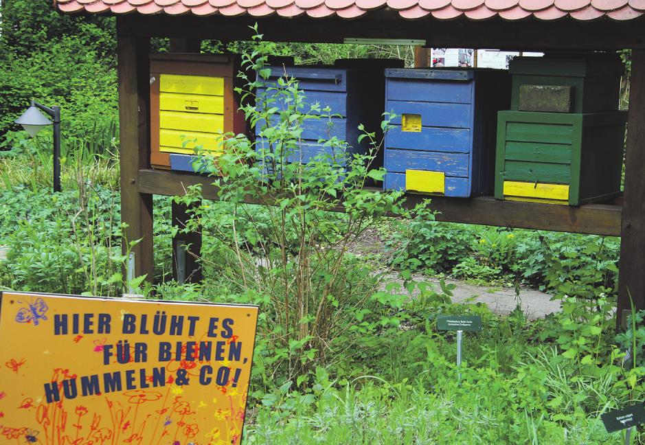 Es blüht jetzt überall: Für Bienen, Hummeln und andere Insekten gibt es zur Zeit einen reich gedeckten Tisch Fotos: Frauke Pöhlsen