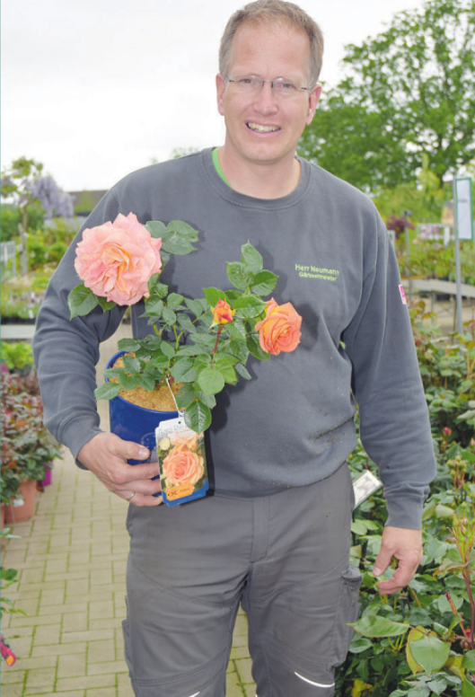 Florian Neumann von Neumann Gartenwelt in Tornesch bietet seinen Kunden ebenfalls eine große Auswahl an Rosen. Hier zeigt er eine Goldelse vom Uetersener Züchter Rosen Tantau
