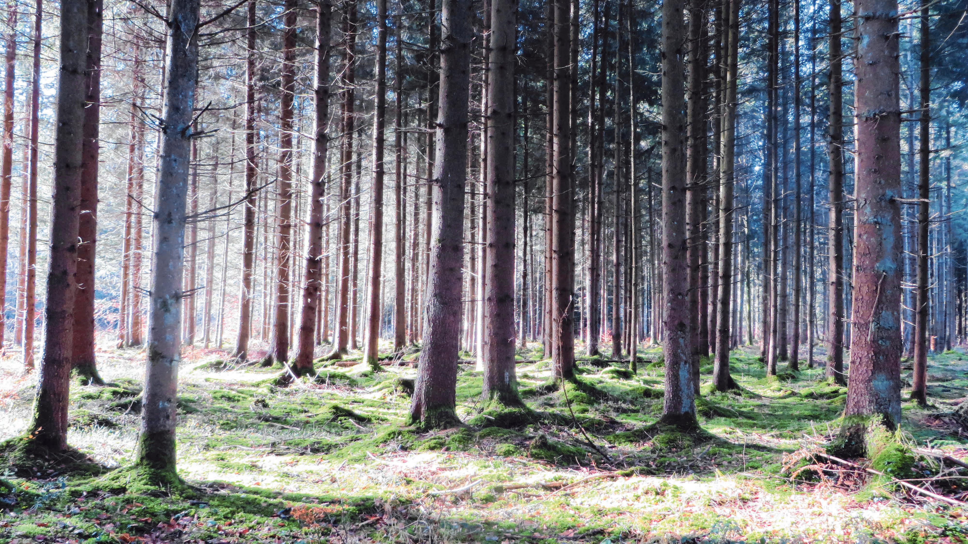 Die Waldarbeit der Zukunft ist eine große Herausforderung. Gefragt sind daher Spezialisten wie Hansjörg und Emanuel Gruber mit ihren Partnern. Fotos: Forstbetrieb Gruber Die Waldarbeit der Zukunft ist eine große Herausforderung. Gefragt sind daher Spezialisten wie Hansjörg und Emanuel Gruber mit ihren Partnern. Fotos: Forstbetrieb Gruber