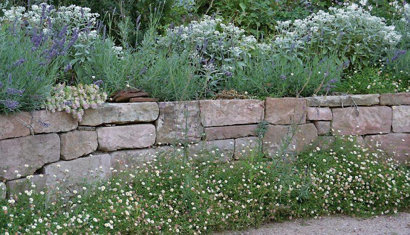 Lavendel, Perlkörbchen und der extravagante Hopfen-Dost krönen die elegante Sandsteinmauer. Am Fuß schmückt sie eine Bordüre aus Spanischen Gänseblümchen. Bild:GMH/Anne Eskuche Lavendel, Perlkörbchen und der extravagante Hopfen-Dost krönen die elegante Sandsteinmauer. Am Fuß schmückt sie eine Bordüre aus Spanischen Gänseblümchen. Bild:GMH/Anne Eskuche