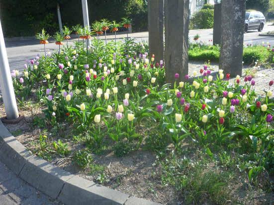 Auch am Kreisel Wi esbadener Straße gibt es in Kürze wieder zahlreiche Frühlingsboten zu entdecken. Auch am Kreisel Wi esbadener Straße gibt es in Kürze wieder zahlreiche Frühlingsboten zu entdecken.