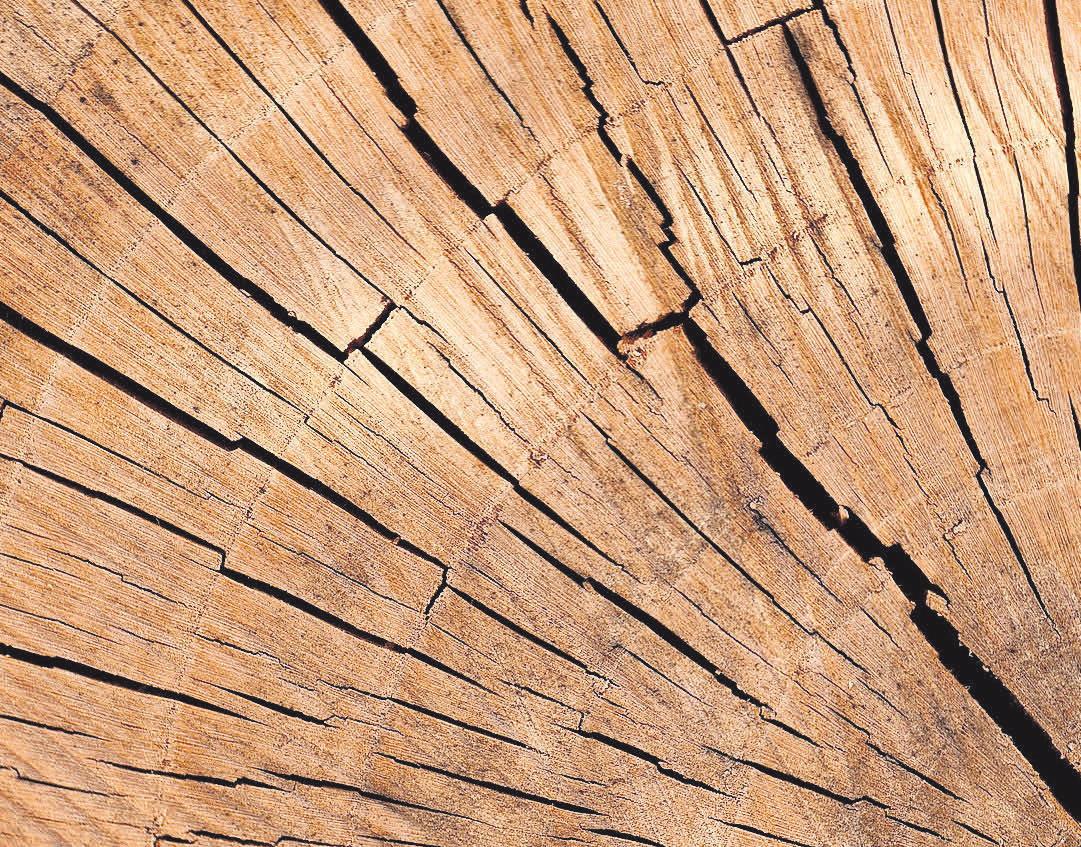 Holzprodukte sind Spitzenreiter unter den Naturdämmstoffen Holzprodukte sind Spitzenreiter unter den Naturdämmstoffen