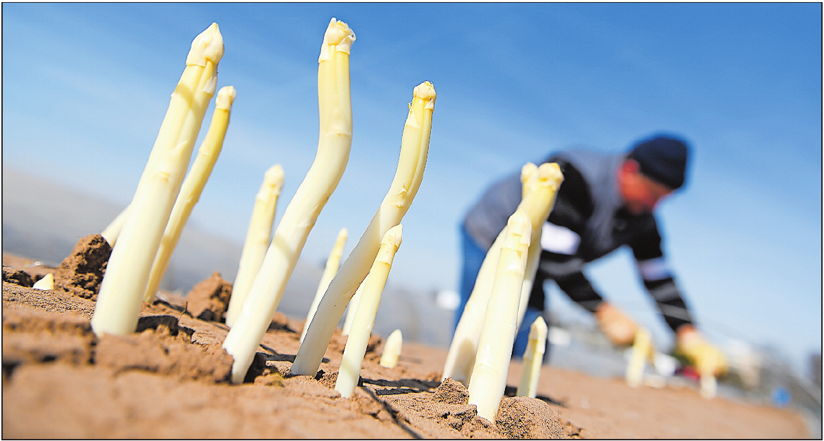 „Königliches Gemüse“: der Spargel, der in der Pfalz auf rund 650 Hektar angebaut wird. | Foto: dpa „Königliches Gemüse“: der Spargel, der in der Pfalz auf rund 650 Hektar angebaut wird. | Foto: dpa