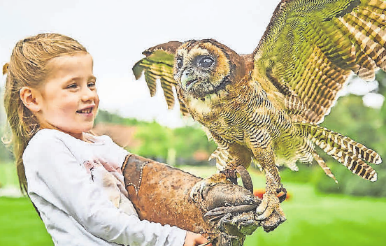 Bei der neuen Flugshow können die Kids auch große Greifvögel hautnah erleben. Bei der neuen Flugshow können die Kids auch große Greifvögel hautnah erleben.