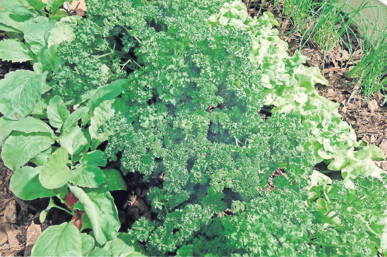 Welche Kräuter zu Hause oder im Garten gepflanzt werden, hängt vom Geschmack, dem vorhandenen Platz und den jeweiligen Gegebenheiten ab. Welche Kräuter zu Hause oder im Garten gepflanzt werden, hängt vom Geschmack, dem vorhandenen Platz und den jeweiligen Gegebenheiten ab.