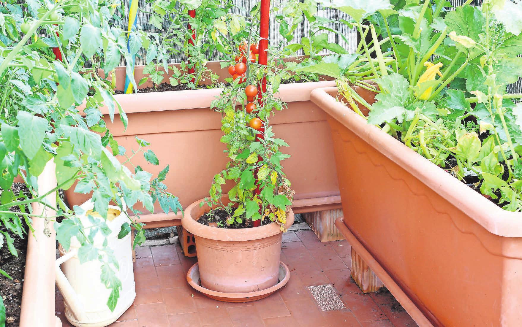 FARBENFROH: Auf einem Balkon lassen sich viele verschiedene Gemüsesorten anpflanzen. istockphoto.com/ChiccoDodiFC FARBENFROH: Auf einem Balkon lassen sich viele verschiedene Gemüsesorten anpflanzen. istockphoto.com/ChiccoDodiFC