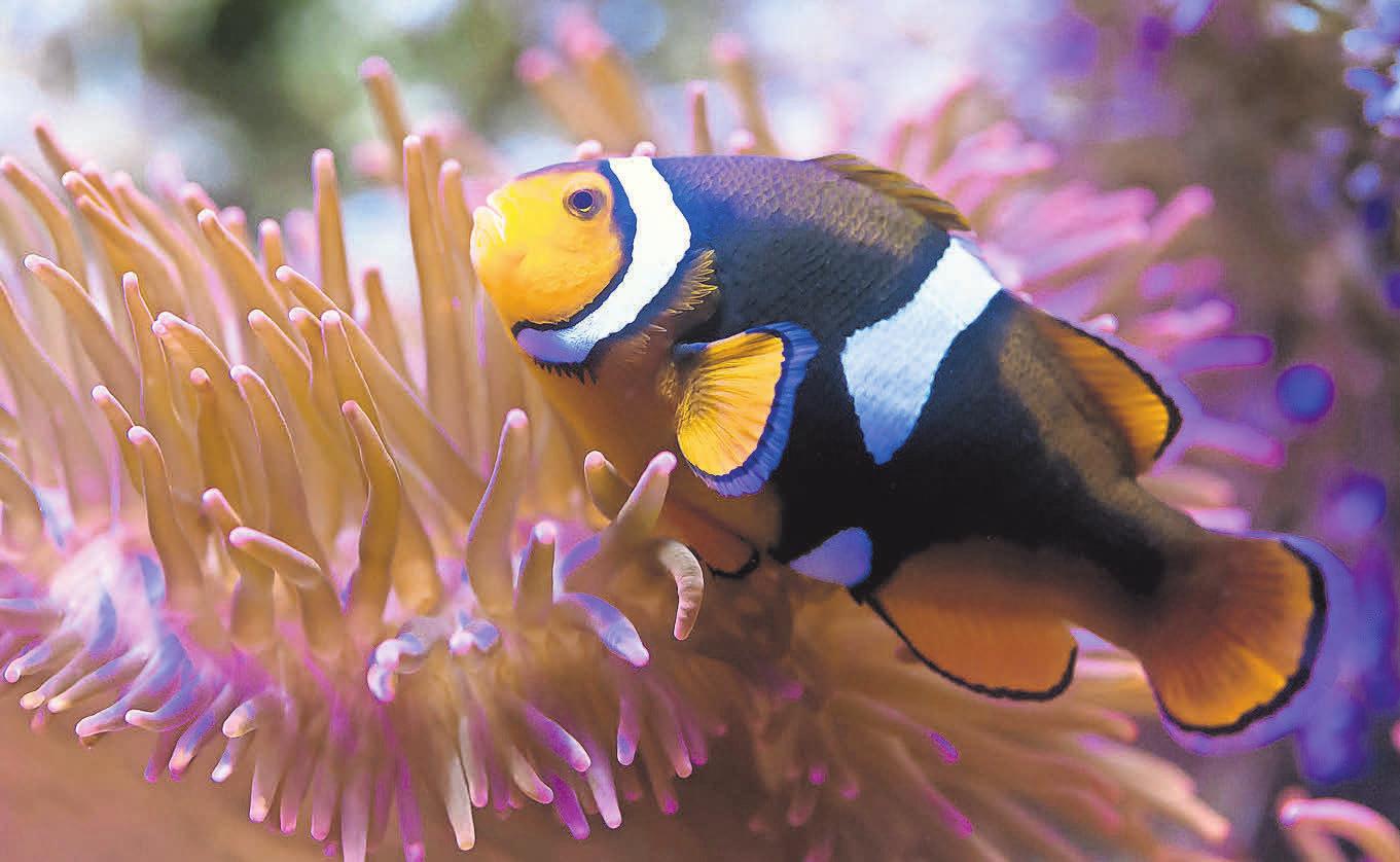In den Anemonen zu Hause: Der kleine Clownfisch. In den Anemonen zu Hause: Der kleine Clownfisch.