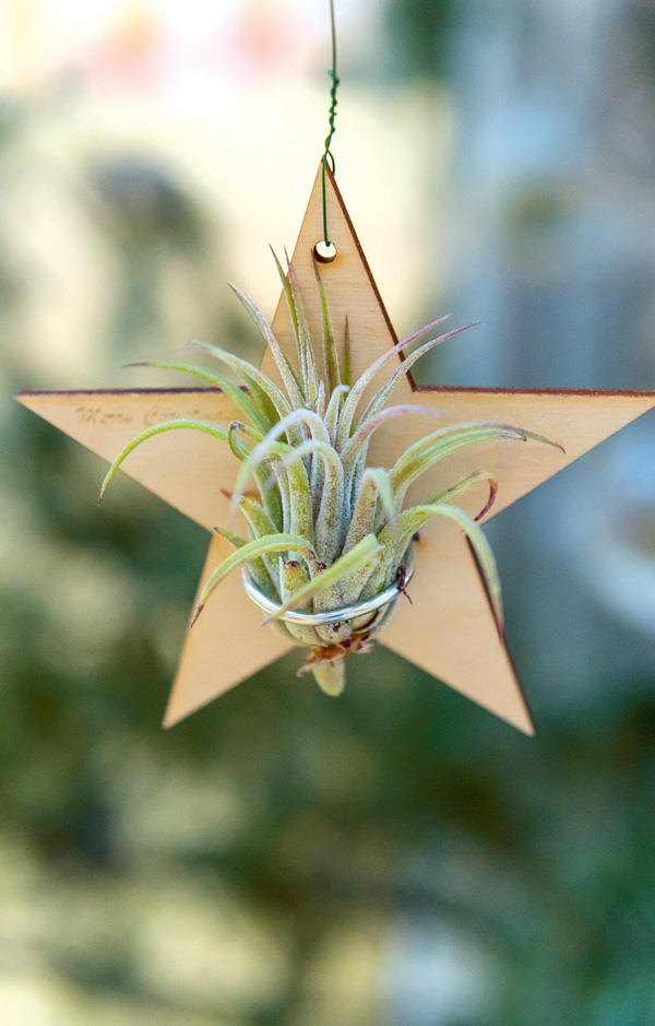 Tillandsia Set (airplantshop.nl). Werkfotos Tillandsia Set (airplantshop.nl). Werkfotos
