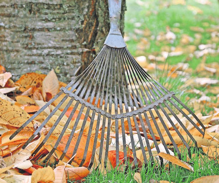 Laub und abgestorbene Pflanzenreste im Garten zu entfernen gehört zu den Hauptaufgaben in der kälteren Jahreszeit. Foto: Pixabay Laub und abgestorbene Pflanzenreste im Garten zu entfernen gehört zu den Hauptaufgaben in der kälteren Jahreszeit. Foto: Pixabay