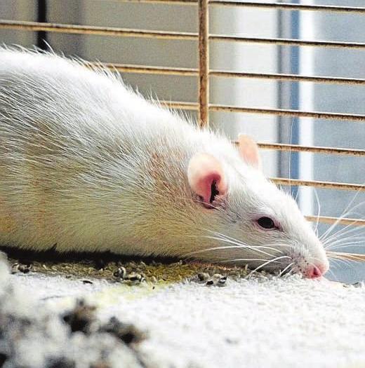 Fritzi. Fritzi ist ein etwa ein Jahr altes Rattenweibchen. Sie wurde mit 9 weiteren Ratten ins Tierheim gebracht, da die Besitzerin eine Allergie entwickelt hatte. Sie sucht ein neues Zuhause mit mindestens drei ihrer bisherigen Weggefährtinnen.